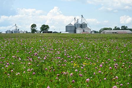 Field with pink flowers